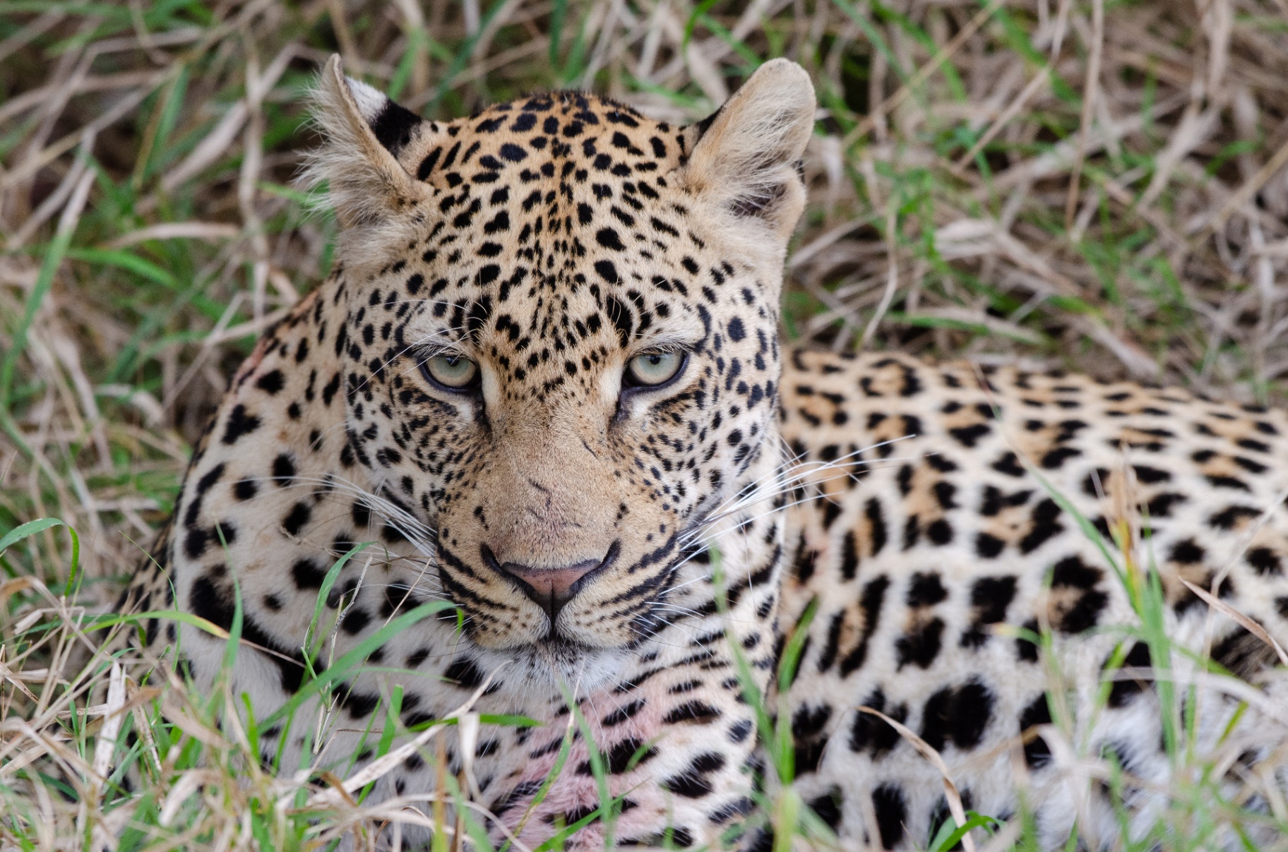 Leopard — Close-Up Wildlife Photo