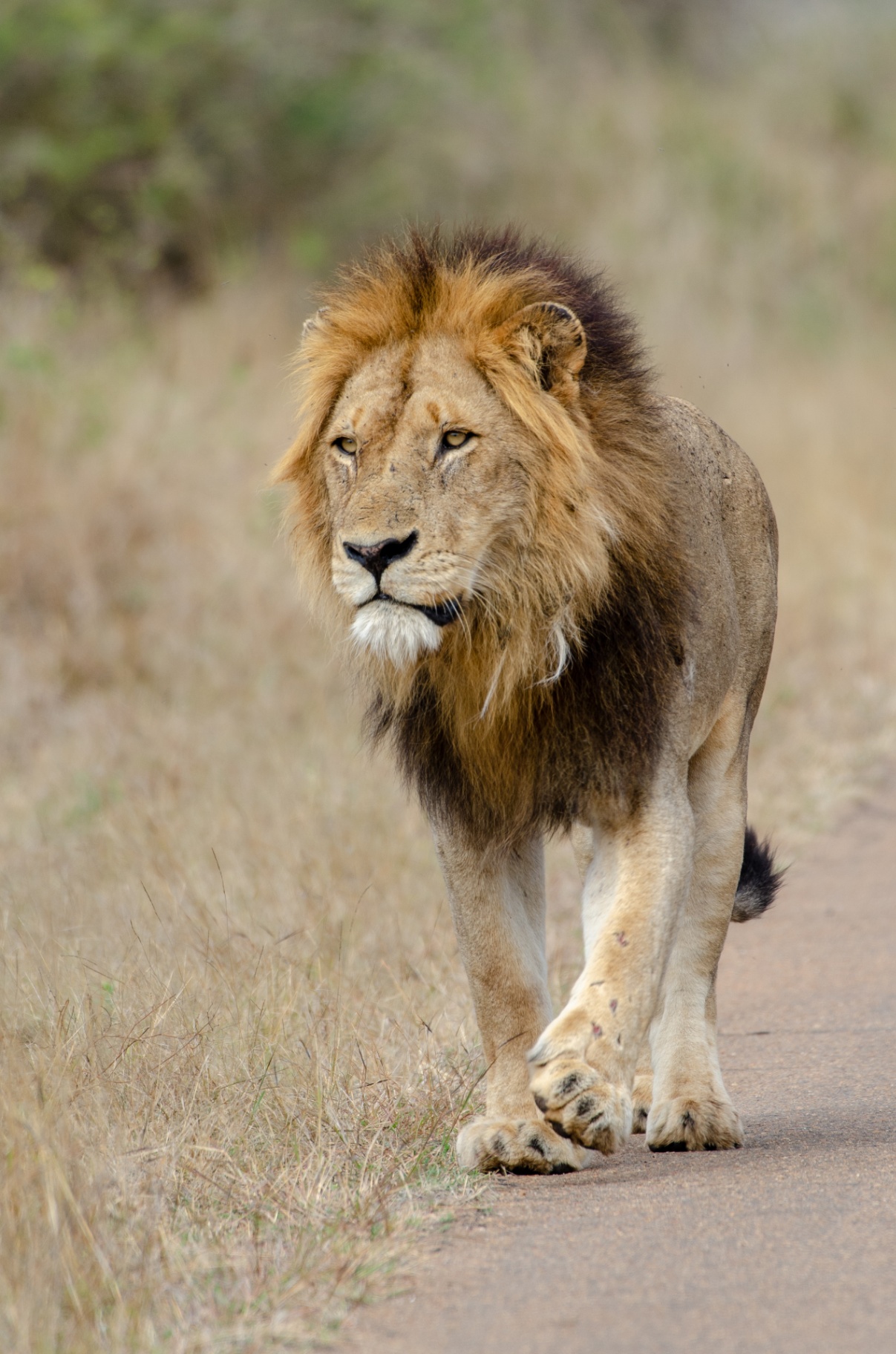 Lion Walking — Kruger National Park