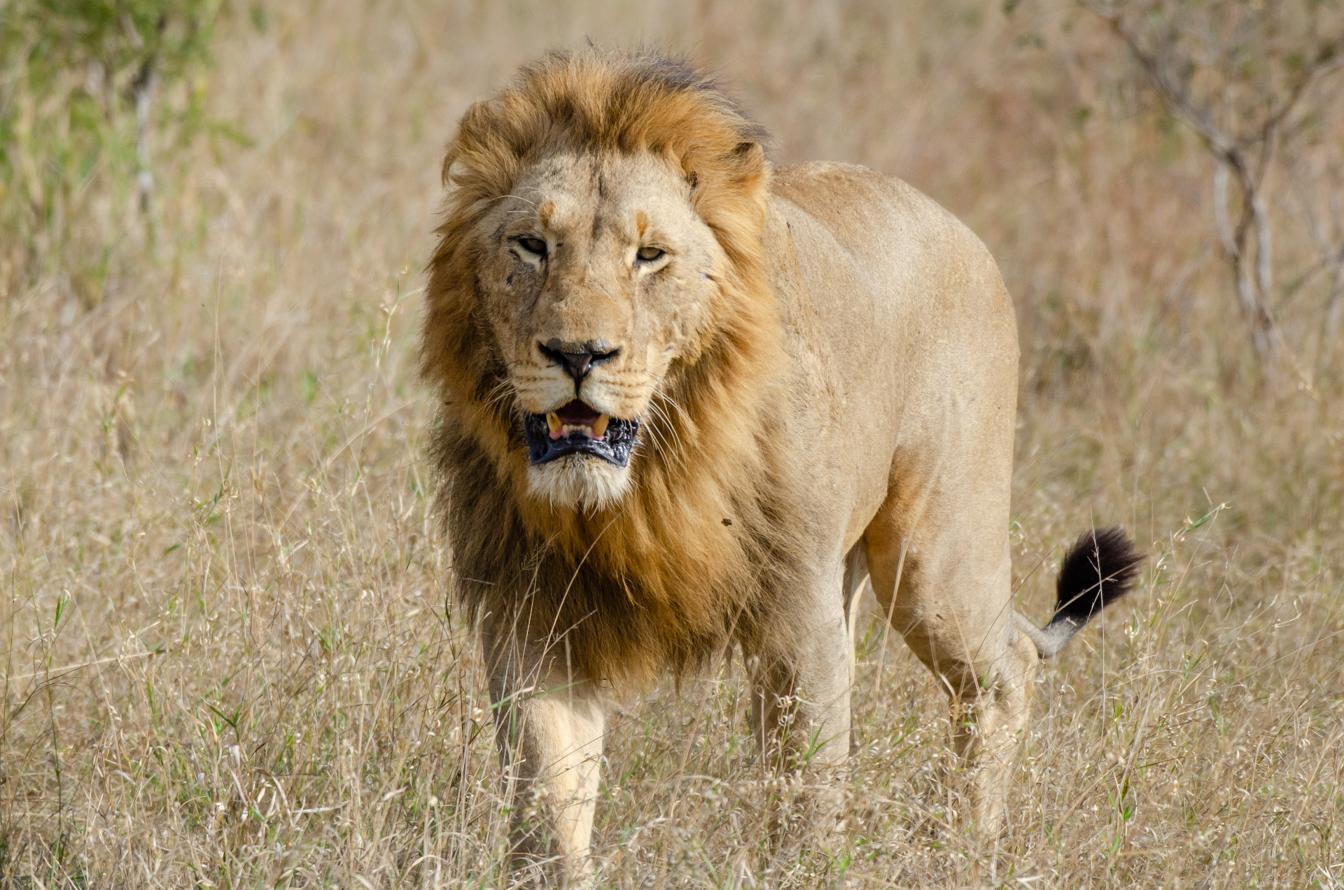 Kruger National Park — Male Lion Portrait