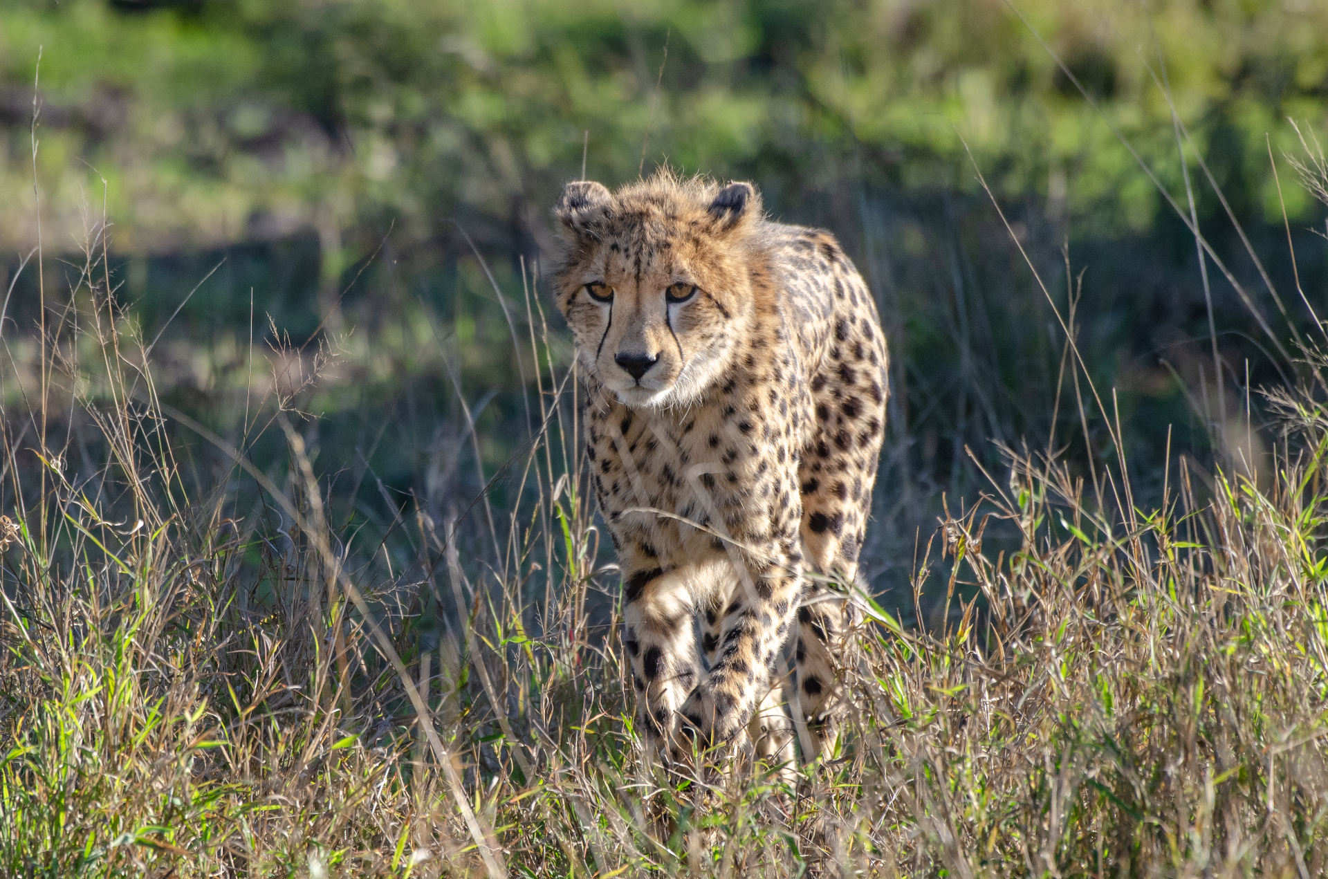 Kruger National Park — Cheetah in Grass