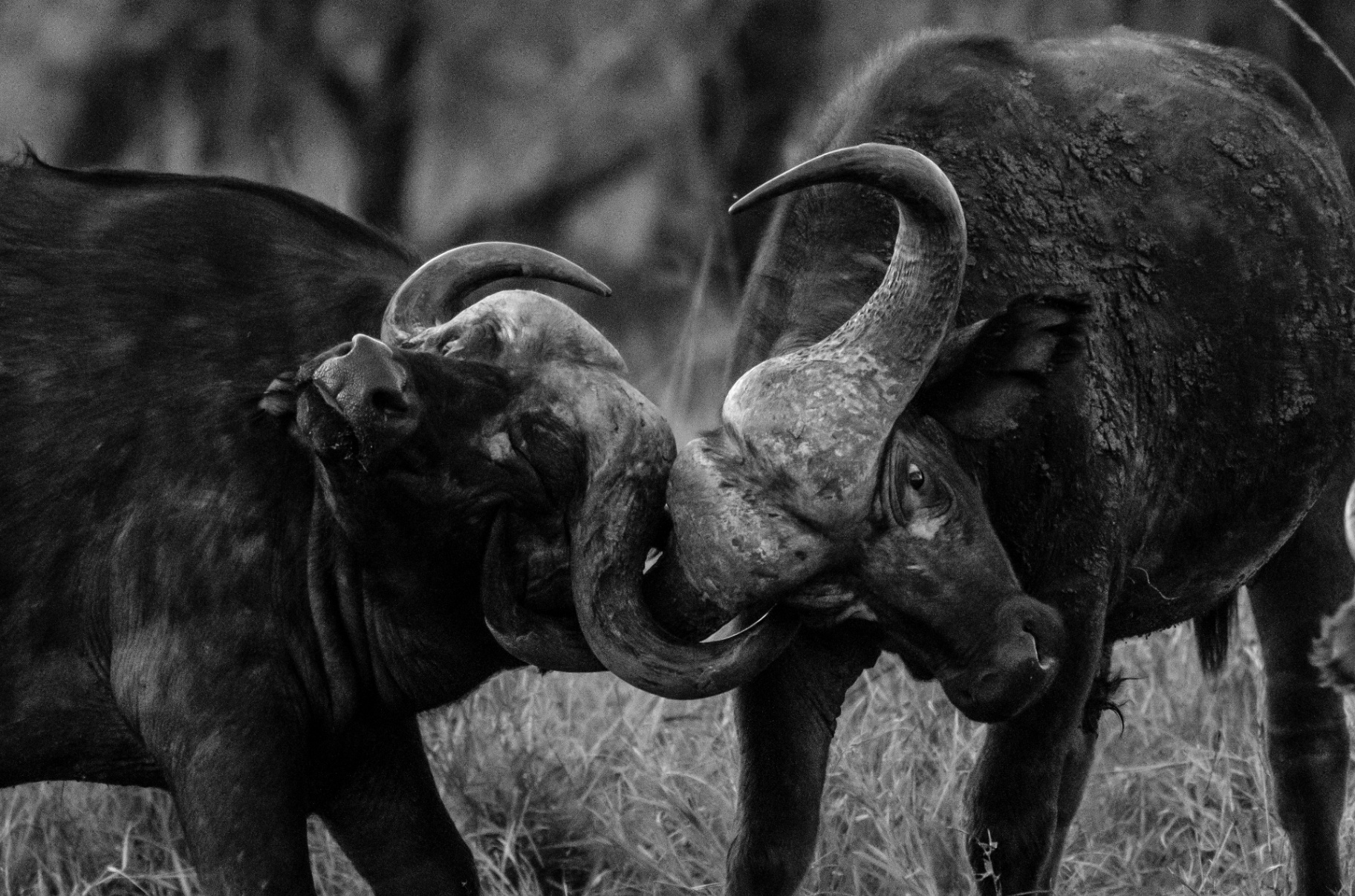 Buffalo Horns — Black & White Wildlife Photo