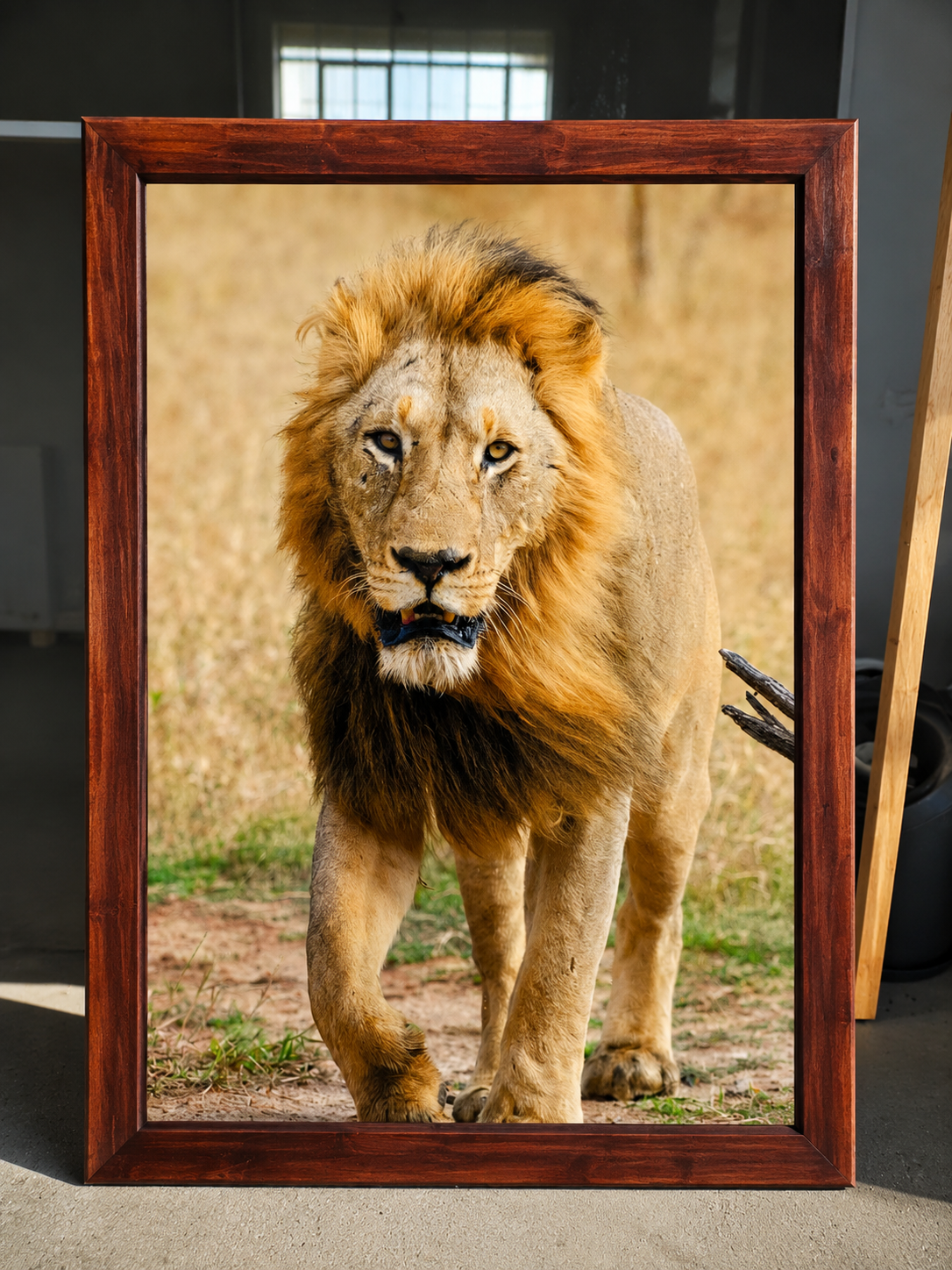 Lion — Framed Canvas Print
