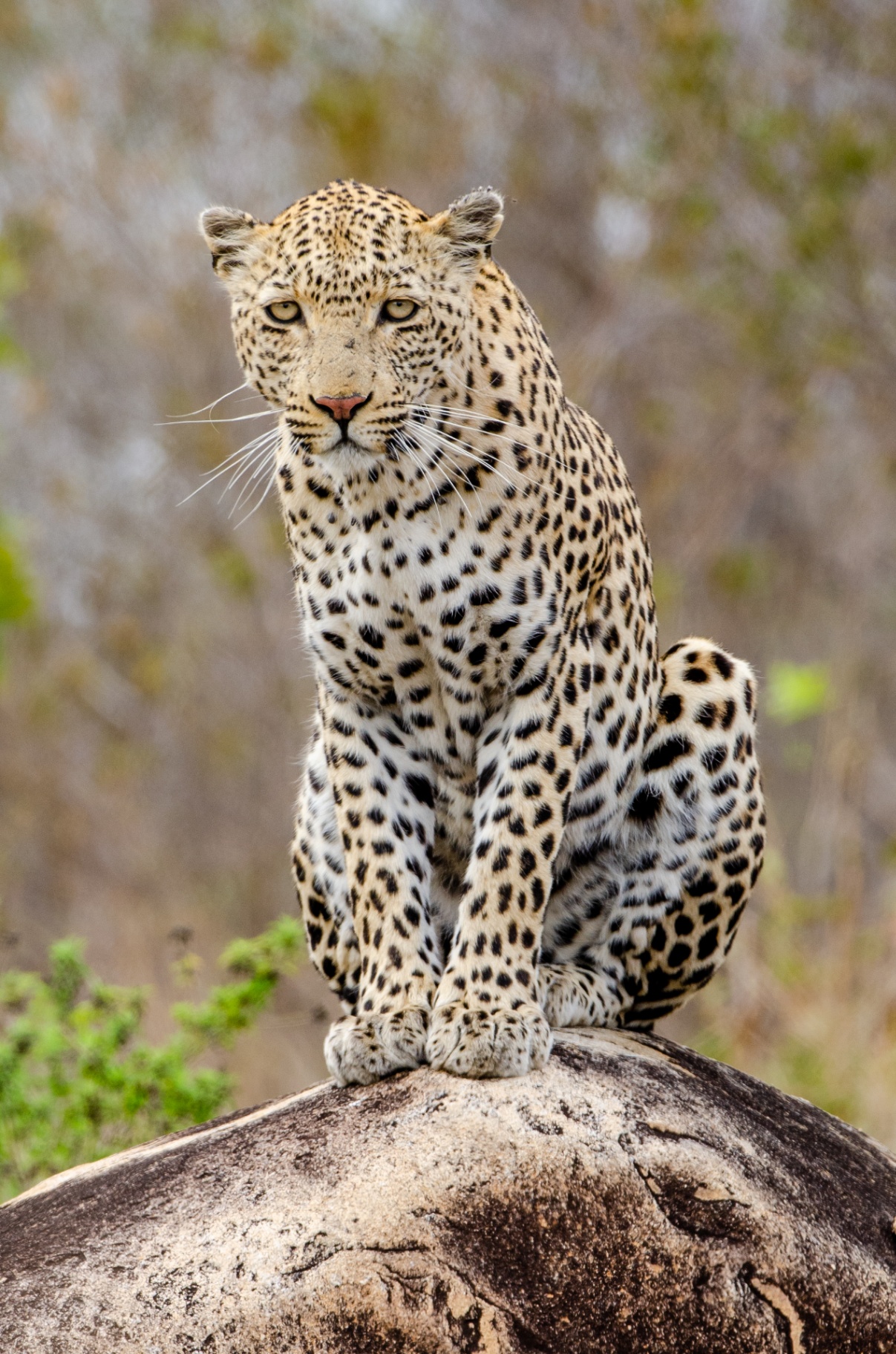 Leopard on Rock — Wildlife Photo